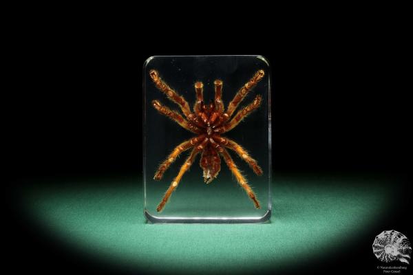 Theraphosidae ssp. (16806) a taxidermy in acrylic from Southeast Asia | Taxidermy | Taxidermy in Acrylic