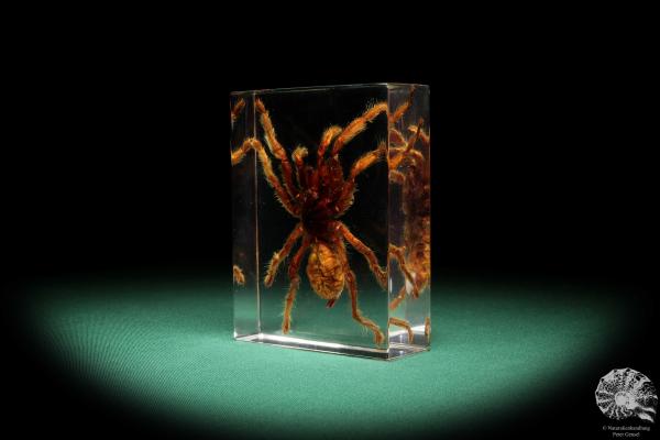 Theraphosidae ssp. (16807) a taxidermy in acrylic from Southeast Asia | Taxidermy | Taxidermy in Acrylic