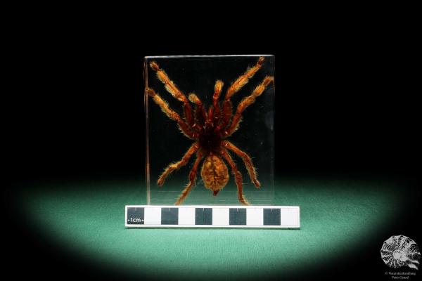 Theraphosidae ssp. (16807) a taxidermy in acrylic from Southeast Asia | Taxidermy | Taxidermy in Acrylic