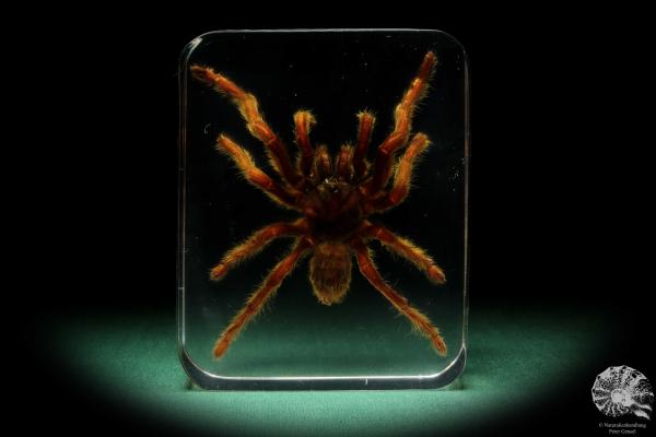 Theraphosidae ssp. (16811) a taxidermy in acrylic from Southeast Asia | Taxidermy | Taxidermy in Acrylic