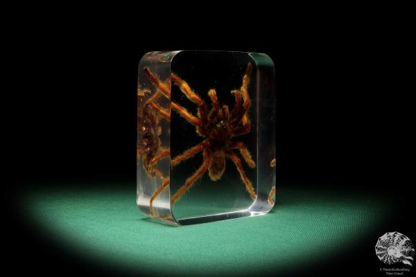 Theraphosidae ssp. (16811) a taxidermy in acrylic from Southeast Asia | Taxidermy | Taxidermy in Acrylic