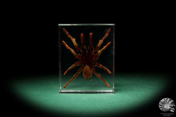 Theraphosidae ssp. (16815) a taxidermy in acrylic from Southeast Asia | Taxidermy | Taxidermy in Acrylic