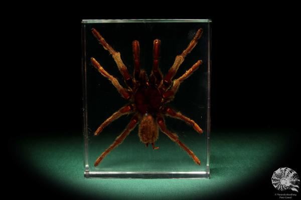 Theraphosidae ssp. (16815) a taxidermy in acrylic from Southeast Asia | Taxidermy | Taxidermy in Acrylic