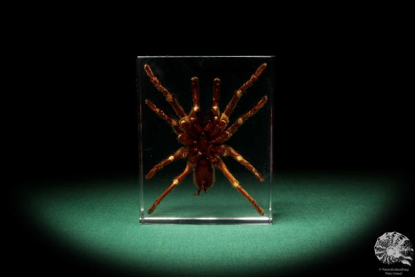 Theraphosidae ssp. (16815) a taxidermy in acrylic from Southeast Asia | Taxidermy | Taxidermy in Acrylic