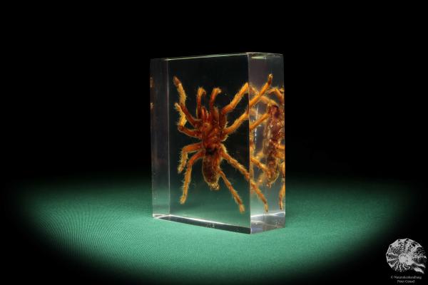 Theraphosidae ssp. (16819) a taxidermy in acrylic from Southeast Asia | Taxidermy | Taxidermy in Acrylic