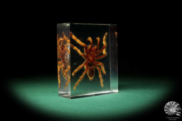 Theraphosidae ssp. (16819) a taxidermy in acrylic from Southeast Asia | Taxidermy | Taxidermy in Acrylic