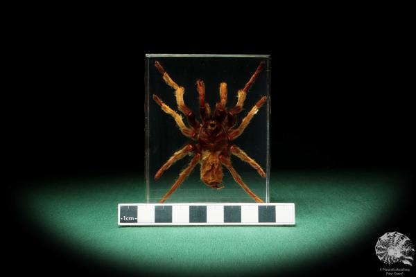 Theraphosidae ssp. (16820) a taxidermy in acrylic from Southeast Asia | Taxidermy | Taxidermy in Acrylic