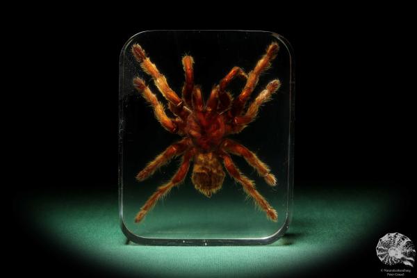 Theraphosidae ssp. (16828) a taxidermy in acrylic from Southeast Asia | Taxidermy | Taxidermy in Acrylic