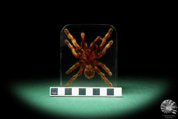 Theraphosidae ssp. (16828) a taxidermy in acrylic from Southeast Asia | Taxidermy | Taxidermy in Acrylic