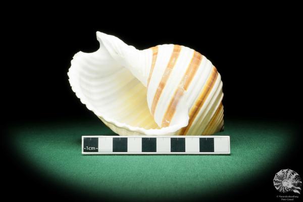 Tonna sulcosa (16835) a snail from Philippines | Conchylia | Snails