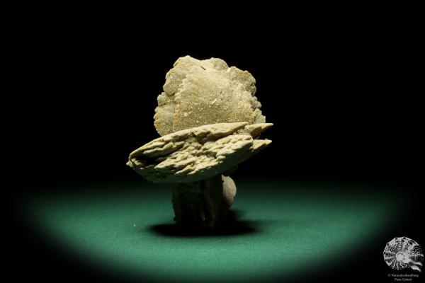 Gypsum XX (16842) a mineral from Namibia | Minerals | Global