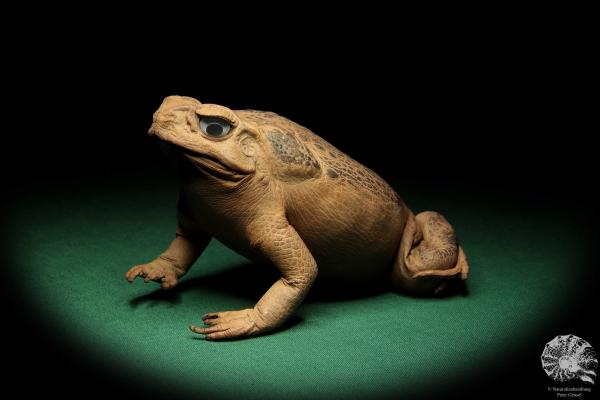 Rhinella marina (16974) ein Reptil aus Australien | Präparate | Reptilien & Amphibien