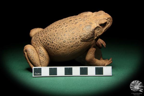 Rhinella marina (16976) ein Reptil aus Australien | Präparate | Reptilien & Amphibien