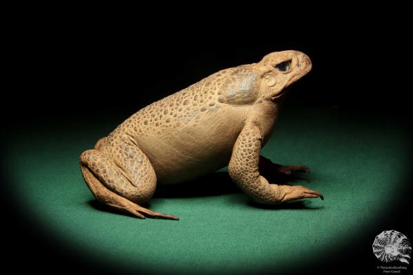 Rhinella marina (16980) ein Reptil aus Australien | Präparate | Reptilien & Amphibien