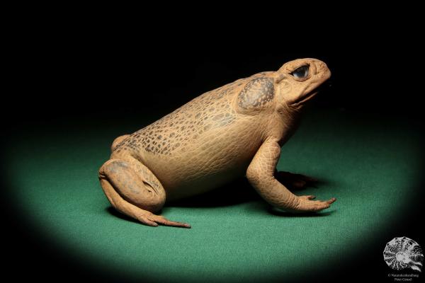 Rhinella marina (16981) ein Reptil aus Australien | Präparate | Reptilien & Amphibien