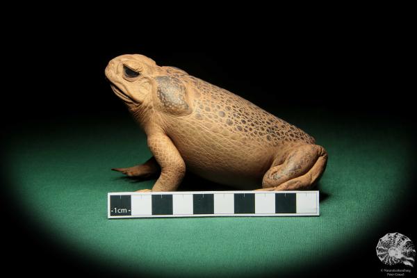 Rhinella marina (16981) ein Reptil aus Australien | Präparate | Reptilien & Amphibien