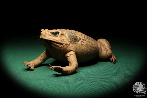 Rhinella marina (16982) ein Reptil aus Australien | Präparate | Reptilien & Amphibien