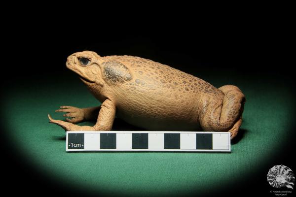 Rhinella marina (16982) ein Reptil aus Australien | Präparate | Reptilien & Amphibien