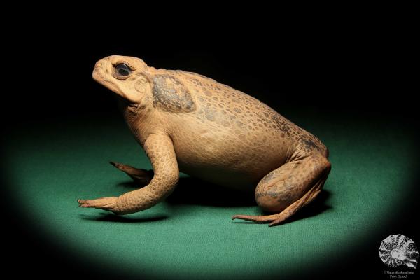 Rhinella marina (16983) ein Reptil aus Australien | Präparate | Reptilien & Amphibien