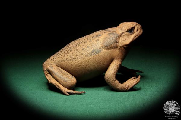 Rhinella marina (16983) ein Reptil aus Australien | Präparate | Reptilien & Amphibien