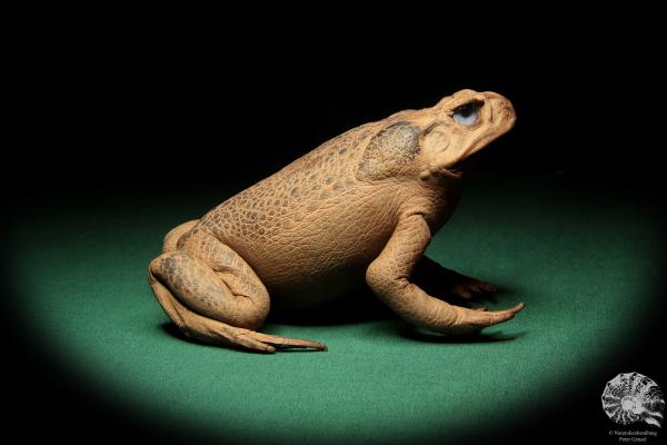 Rhinella marina (16984) ein Reptil aus Australien | Präparate | Reptilien & Amphibien