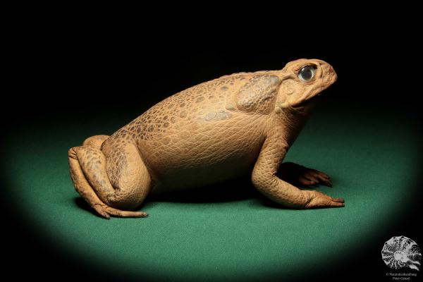 Rhinella marina (16986) ein Reptil aus Australien | Präparate | Reptilien & Amphibien