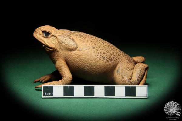 Rhinella marina (16986) ein Reptil aus Australien | Präparate | Reptilien & Amphibien