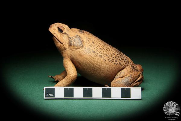 Rhinella marina (16991) ein Reptil aus Australien | Präparate | Reptilien & Amphibien