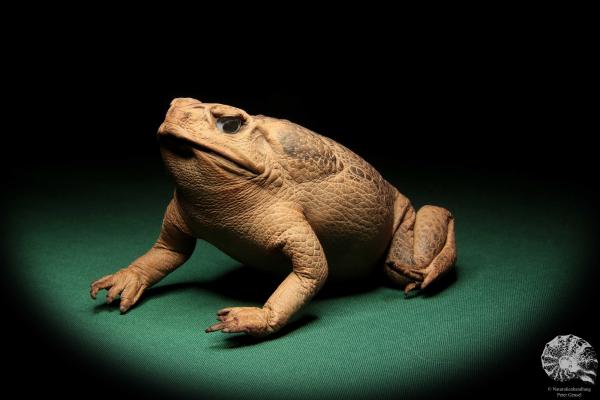 Rhinella marina (16995) ein Reptil aus Australien | Präparate | Reptilien & Amphibien