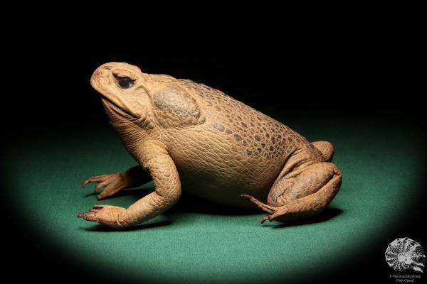 Rhinella marina (16995) ein Reptil aus Australien | Präparate | Reptilien & Amphibien