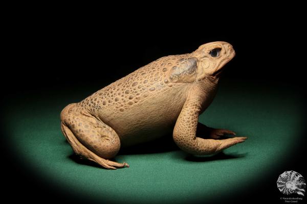 Rhinella marina (17003) ein Reptil aus Australien | Präparate | Reptilien & Amphibien