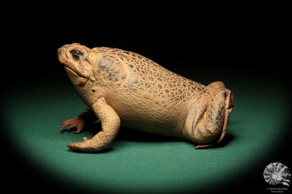 Rhinella marina (17008) ein Reptil aus Australien | Präparate | Reptilien & Amphibien