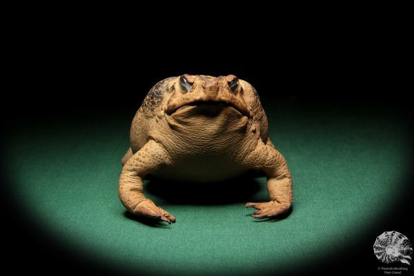 Rhinella marina (17008) ein Reptil aus Australien | Präparate | Reptilien & Amphibien