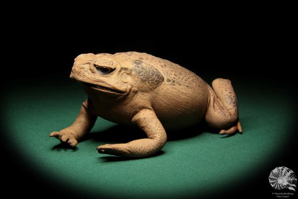 Rhinella marina (17012) ein Reptil aus Australien | Präparate | Reptilien & Amphibien