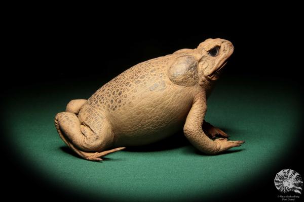 Rhinella marina (17015) a reptile from Australia | Taxidermy | Reptiles & Amphibians