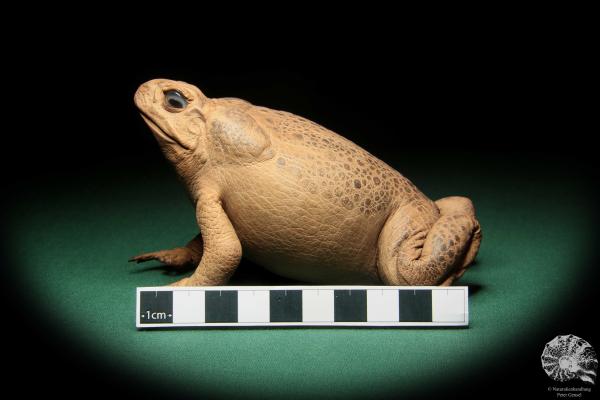 Rhinella marina (17015) a reptile from Australia | Taxidermy | Reptiles & Amphibians