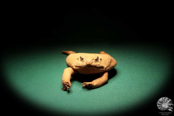 Rhinella marina (17041) ein Reptil aus Australien | Präparate | Reptilien & Amphibien