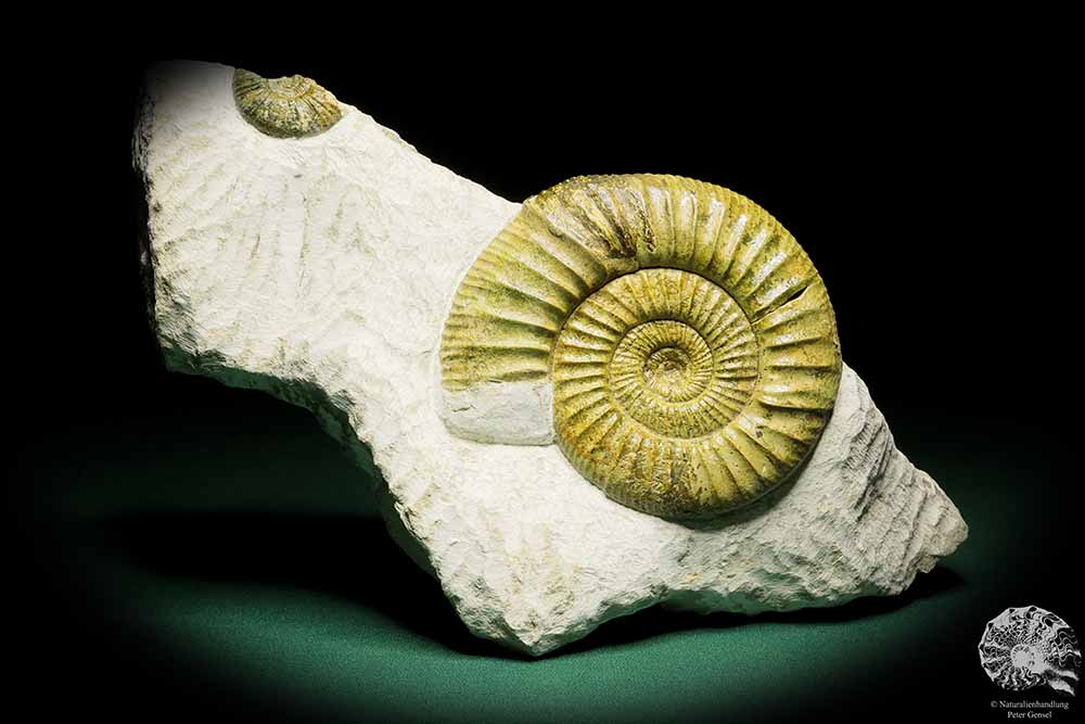 Orthosphinctes proinconditus (17129) ein Kopffüßer aus Deutschland | Fossilien | Kopffüßer