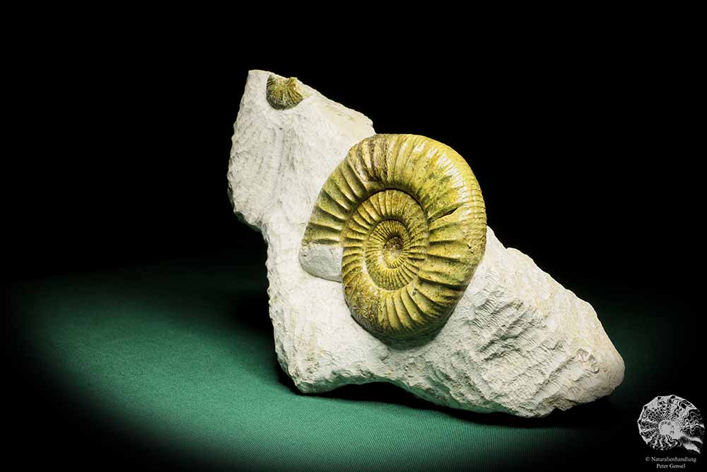 Orthosphinctes proinconditus (17129) ein Kopffüßer aus Deutschland | Fossilien | Kopffüßer