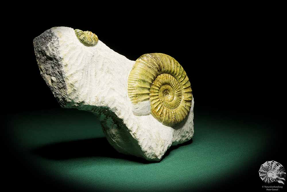 Orthosphinctes proinconditus (17129) ein Kopffüßer aus Deutschland | Fossilien | Kopffüßer