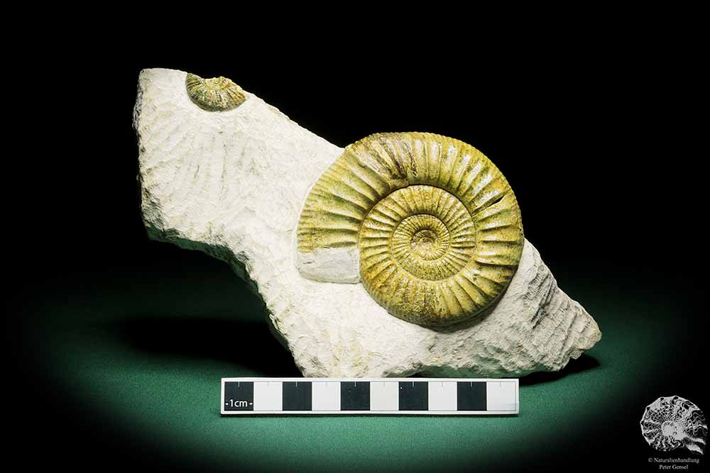 Orthosphinctes proinconditus (17129) ein Kopffüßer aus Deutschland | Fossilien | Kopffüßer