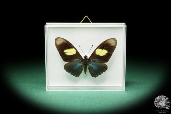 Mimoides pausanias (17183) a butterfly from South America | Taxidermy | Butterflies