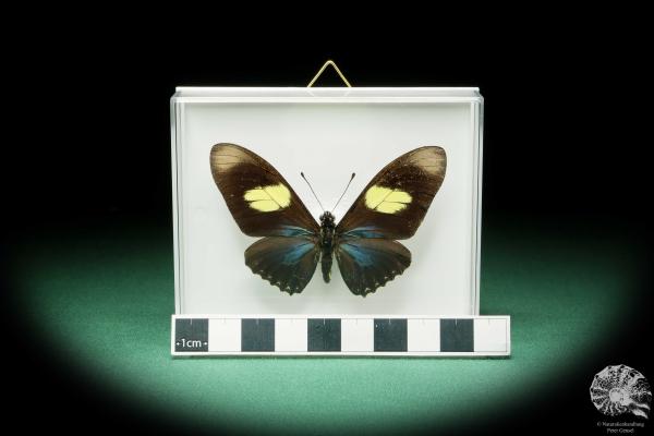 Mimoides pausanias (17183) ein Schmetterling aus Südamerika | Präparate | Schmetterlinge