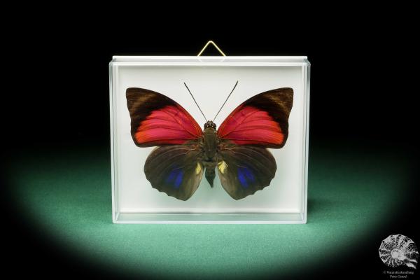 Agrias claudia lugens (17186) ein Schmetterling aus Südamerika | Präparate | Schmetterlinge