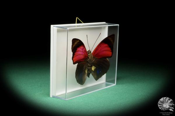 Agrias claudia lugens (17186) a butterfly from South America | Taxidermy | Butterflies