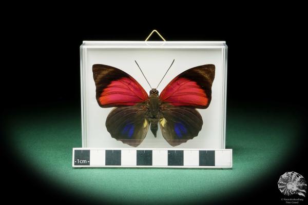 Agrias claudia lugens (17186) ein Schmetterling aus Südamerika | Präparate | Schmetterlinge