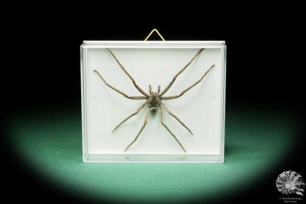 Lycosidae ssp. (17204) a arachnid from Malaysia | Taxidermy | Spiders & Scorpions