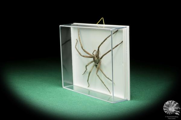 Lycosidae ssp. (17204) a arachnid from Malaysia | Taxidermy | Spiders & Scorpions