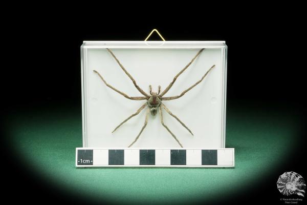 Lycosidae ssp. (17204) a arachnid from Malaysia | Taxidermy | Spiders & Scorpions