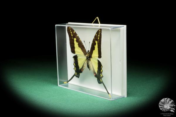 Protographium dioxippus lacandones (17210) a butterfly from North America | Taxidermy | Butterflies